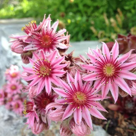 Inn Restaurant Raetia