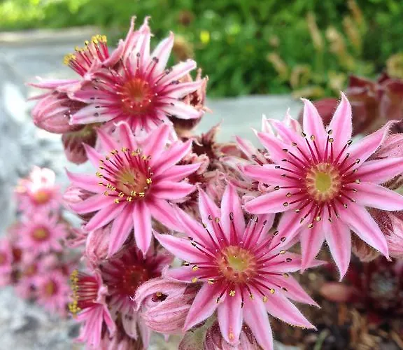 Inn Restaurant Raetia