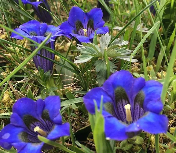 Restaurant Raetia Han/Misafirhane 3*